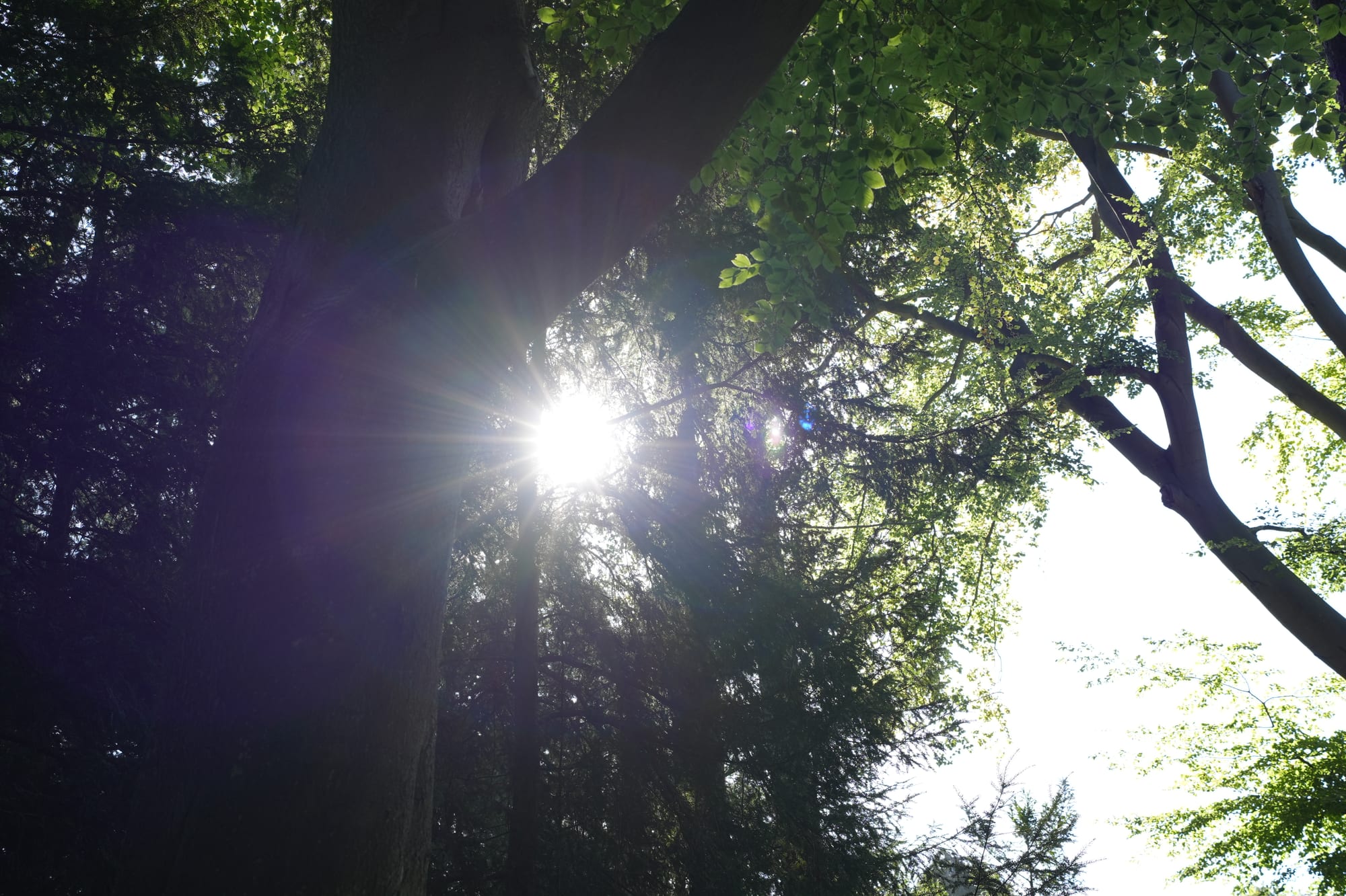 A quiet stretch of woodland path.