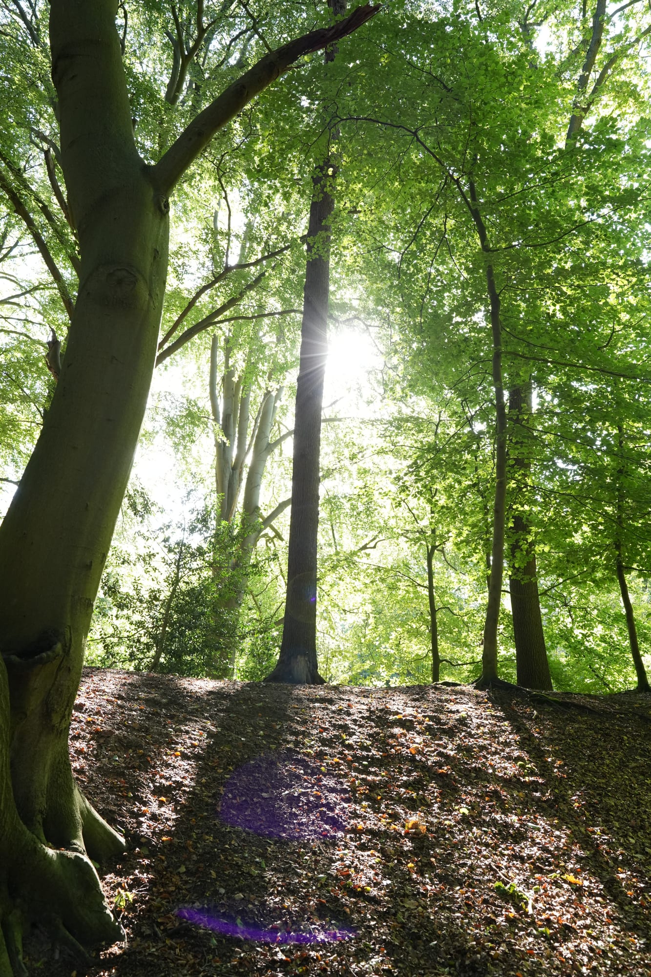 The light becomes more directional as the path rises.