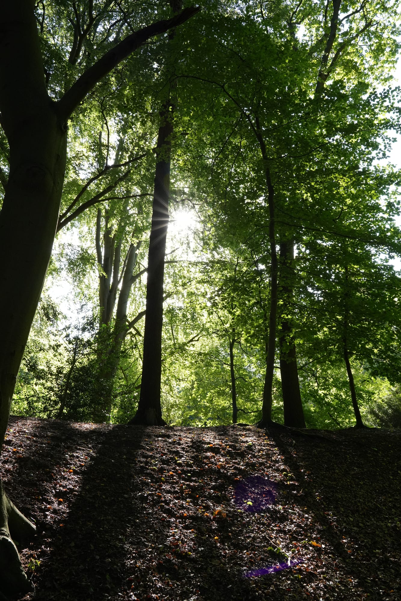 A moment of clear light between the trees.